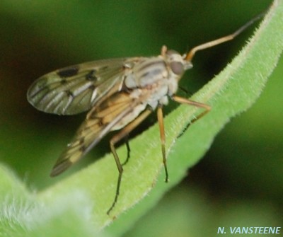 Rhagio sp